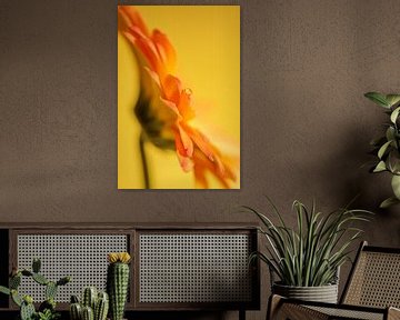 A drop on a yellow - orange Gerbera by Marjolijn van den Berg