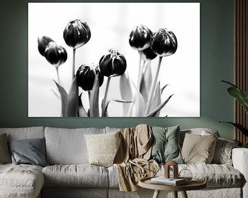 Tulips black and white van Jacco Richters