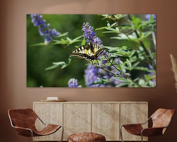 Yellow butterfly sitting on a violet flower blossom in greece by adventure-photos