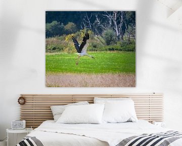 Witte ooievaar vliegend over een veld van ManfredFotos