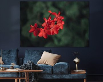 Rode bloemen met groene achtergrond op Grieks eiland | Reisfotografie fine art foto print| Griekenla van Sanne Dost