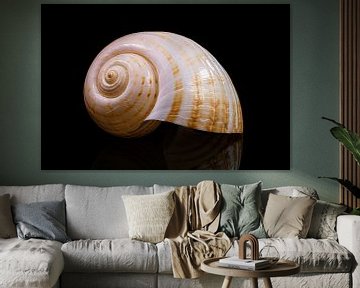 Still life with a single shell 3 by Boudewijn Vermeulen