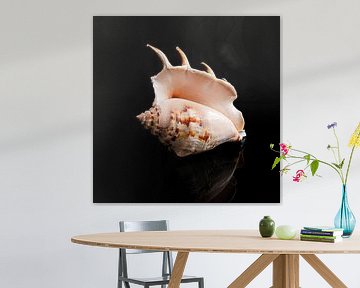 Still life with a single shell 4 by Boudewijn Vermeulen