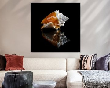 Still life with a single shell 5 by Boudewijn Vermeulen