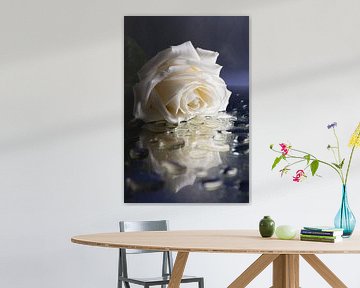 The sad white rose by Marjolijn van den Berg