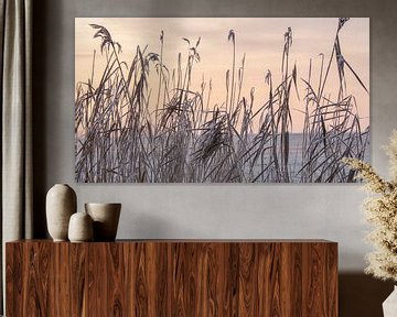 Winter reed bed by Ton van Waard - Pro-Moois