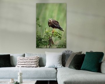 Marsh harrier by Patrick Nieuwenburg