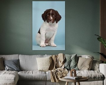 Drentse patrijs pup zittend op een blauwe achtergrond - Puppy Eyes van Dagmar Hijmans