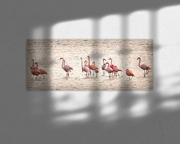 Flamingos in Zeeland