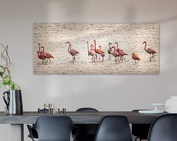 Flamingos in Zeeland