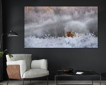 Schotse Hooglander in een bevroren landschap van Art Wittingen