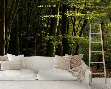 Avondlicht in het bos