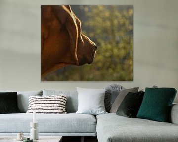 Rhodesian ridgeback portret in Jena van Wolfgang Unger