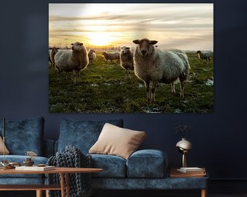 Sheep as a model