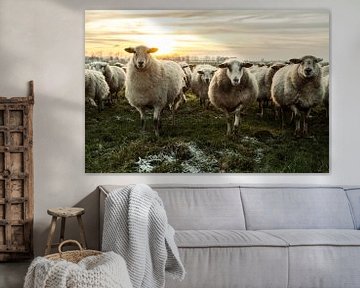 Les moutons dans la laine sur Danai Kox Kanters