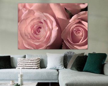 Soft pink roses by Jolanda de Jong-Jansen