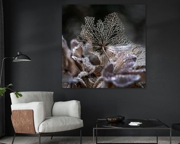 Crisp hydrangea. Romantic Dream World with ripe. Hall. by Alie Ekkelenkamp