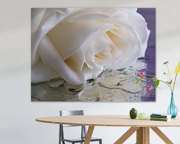 Een treurige witte roos met "een traan" (close up) van Marjolijn van den Berg