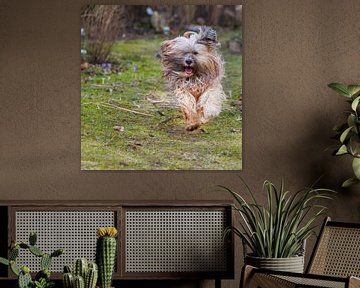 Mannelijke Tibetaanse Terrier in actie