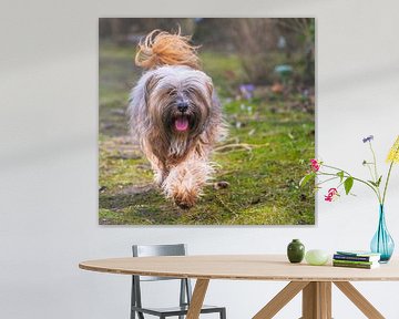 Tibetan terrier male in action