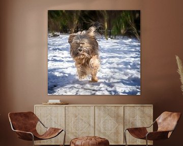 Tibetan terrier male in action