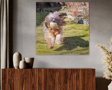 Tibetan terrier male in action