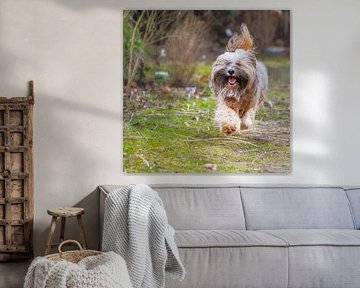 Tibetan terrier male in action
