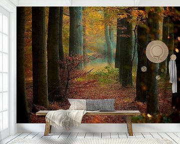 Herfst in de Veluwse bossen