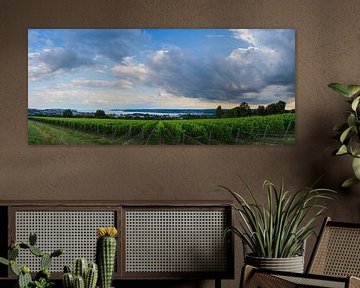 Germany, XXL panorama of lake constance behind green vineyards by adventure-photos