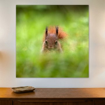 squirrel just above the grass.