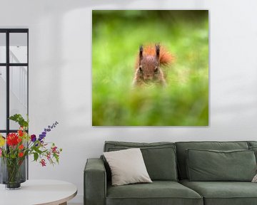 eekhoorntje net boven het gras uit. van gea strucks