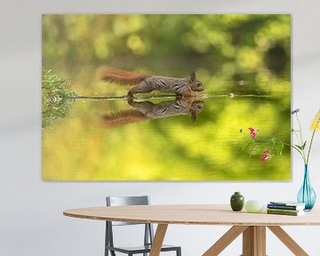 squirrel walking on water by gea strucks