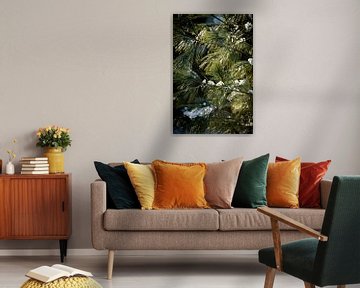 denneboom in het zonlicht in de winter met kleine sneeuwvlokjes van Karijn | Fine art Natuur en Reis Fotografie