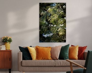 Tannenbaum im Sonnenlicht im Winter mit kleinen Schneeflocken von Karijn | Fine art Natuur en Reis Fotografie