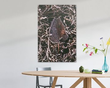 Een bruin blad met vorst in de winter met rijp van Steven Dijkshoorn