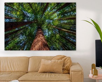 Rotorua Redwoods, New Zealand