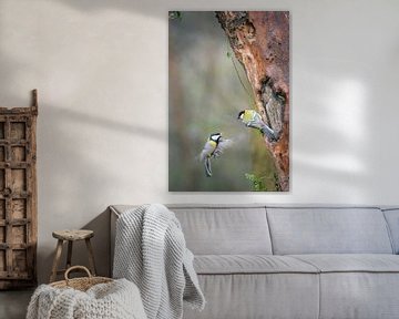 great tit by Andy van der Steen - Fotografie