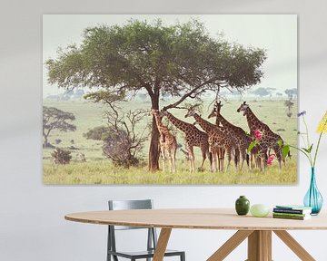 Girafes sur Jeroen Schipper
