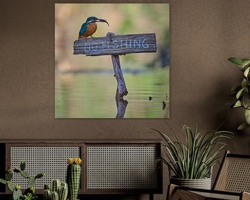 Kingfisher - Pas de pêche !