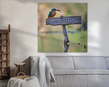 Kingfisher! - No fishing!