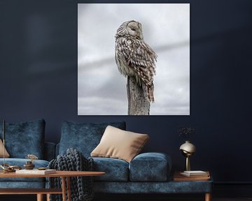 Owl in full splendor by Gisela- Art for You