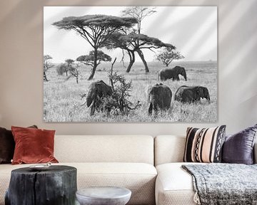 Zwart-wit opname van  Afrikaanse olifanten op de grasvlakte van Serengeti, Tanzania van RKoolspics