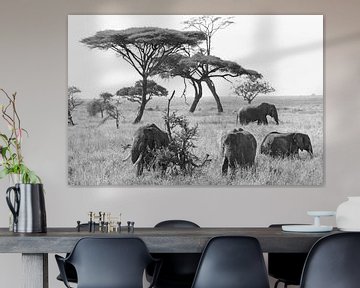 Zwart-wit opname van  Afrikaanse olifanten op de grasvlakte van Serengeti, Tanzania van Rini Kools