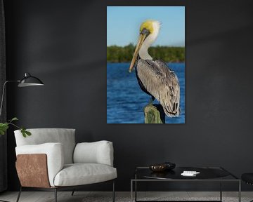 USA, Florida, Sideview of a brown pelican standing before water by adventure-photos