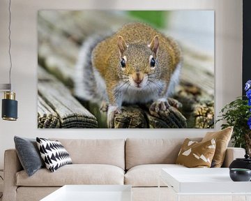 USA, Florida, Niedliches Gesicht eines sitzenden braunen Eichhörnchens von adventure-photos
