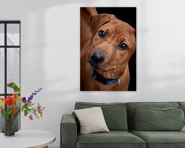 Rhodesian Ridgeback Welpe von Thomas Marx