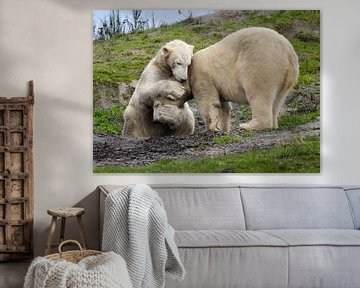 Polar bears lovingly comfort each other as friends. by Riekus Reinders