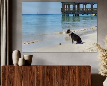 Sitting dog before ball at beach playing funny games by adventure-photos