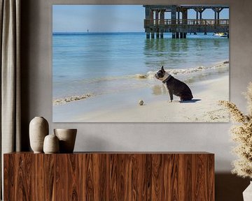 Chien assis devant une balle à la plage jouant à des jeux amusants. sur adventure-photos