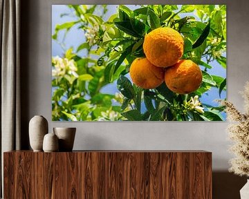 Drie rijpe oranje vruchten hangend aan groene sinaasappelboom van adventure-photos